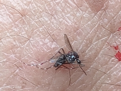 Stegomyia
