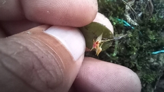 Lepanthes