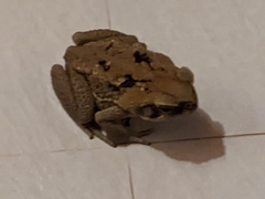 Rhinella marina