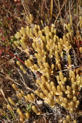 Gnephosis drummondii