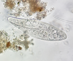 Paramecium