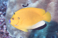 Apolemichthys trimaculatus