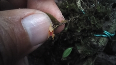 Lepanthes