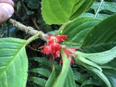 Glossoloma ichthyoderma