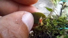 Lepanthes