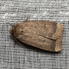 Abagrotis alternata