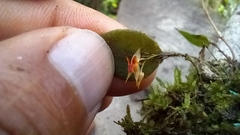 Lepanthes