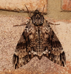 Psilogramma menephron