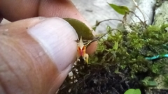 Lepanthes