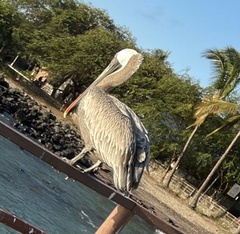 Pelecanus occidentalis urinator