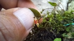 Lepanthes
