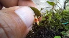 Lepanthes