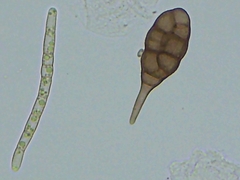 Alternaria