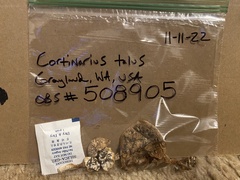 Cortinarius talus