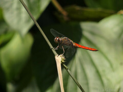 Libellula herculea