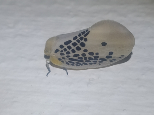 Poekilloptera phalaenoides