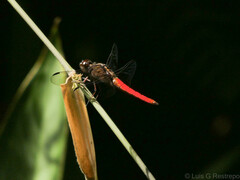 Libellula herculea