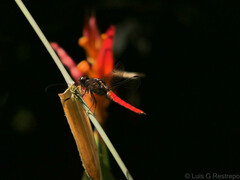Libellula herculea