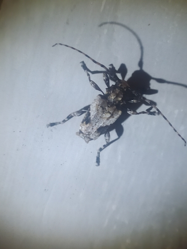 Aegomorphus jaspideus