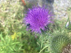 Trichiotinus assimilis