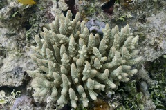 Acropora spathulata