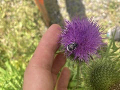 Trichiotinus assimilis