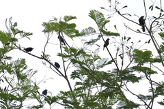 Molothrus oryzivorus