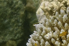 Paracirrhites forsteri