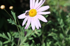 Asemosyrphus mexicanus