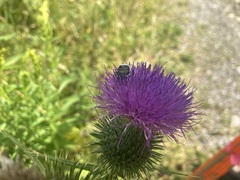 Trichiotinus assimilis