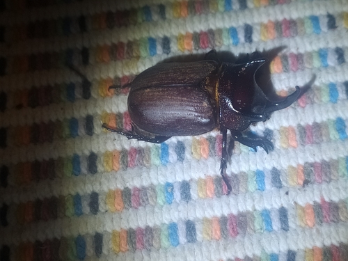 Coelosis bicornis