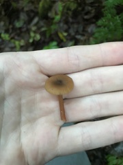 Lactarius occidentalis