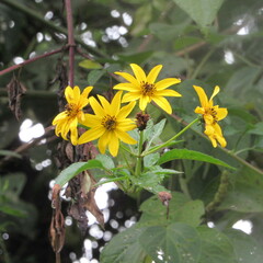 Bidens rubifolia