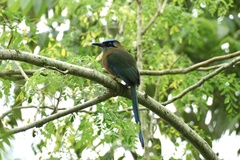 Momotus subrufescens