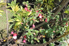Magnoliopsida
