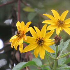 Bidens rubifolia