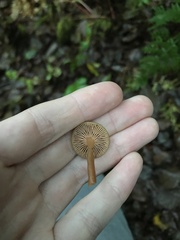 Lactarius occidentalis