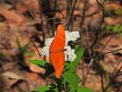 Dryas iulia moderata