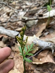 Botrychium angustisegmentum
