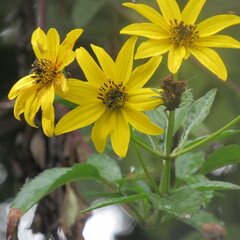 Bidens rubifolia