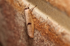 Pilostibes stigmatias