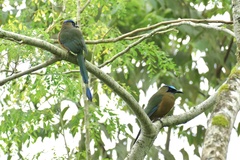 Momotus subrufescens