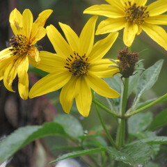 Bidens rubifolia