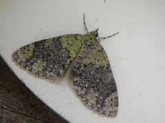 Acasis viretata