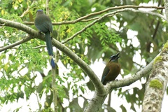 Momotus subrufescens