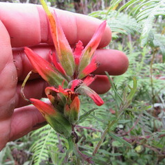 Castilleja fissifolia
