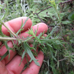 Castilleja fissifolia