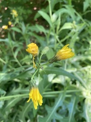 Sonchus arvensis
