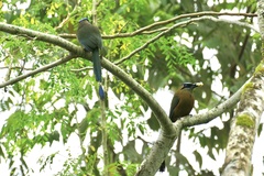 Momotus subrufescens