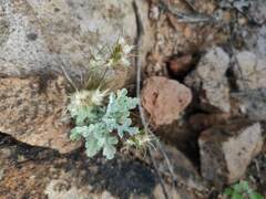 Centaurea melitensis